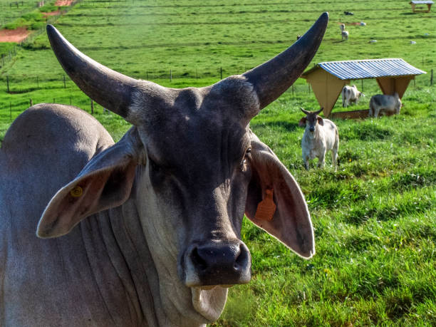 istock Guzera cattle feed in the pasture 2159565810