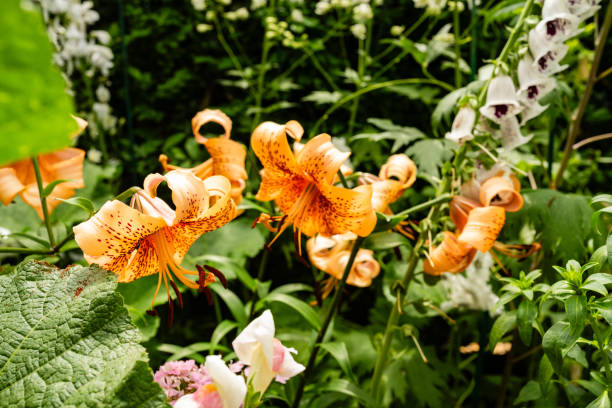 Orange Tiger Lily Flowers Growing in Spring