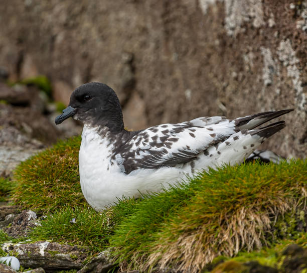 istock The Cape petrel, Daption capense, also called the Cape pigeon, pintado petrel, or Cape fulmar, is a common seabird of the Southern Ocean from the family Procellariidae. Sitting on a nest. 2159567864