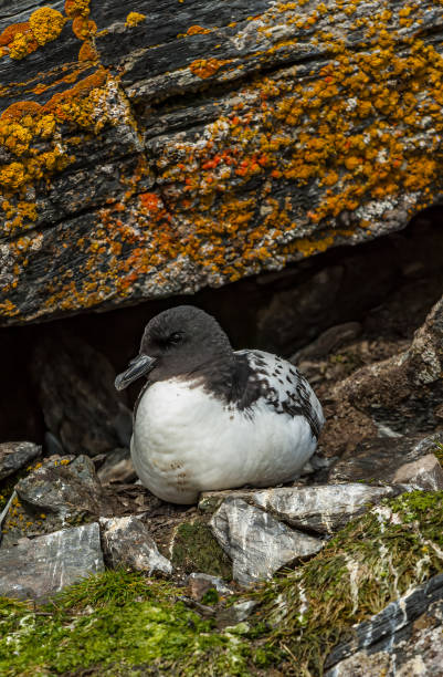 der kapsturmvogel, daption capense, auch kaptaube, pintado-sturmvogel oder kapsturmsturmvogel genannt, ist ein häufiger seevogel des südpolarmeeres aus der familie der procellariidae. auf einem nest sitzen. - insel south orkney island stock-fotos und bilder