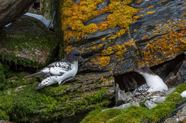 The Cape petrel, Daption capense, also called the Cape pigeon, pintado petrel, or Cape fulmar, is a common seabird of the Southern Ocean from the family Procellariidae. It is the only member of the genus Daption, and is allied to the fulmarine petrels, and the giant petrels. Shingle Cove on Coronation Island in the South Orkney Islands. the cape petrel, daption capense, also called the cape pigeon, pintado petrel, or cape fulmar, is a common seabird of the southern ocean from the family procellariidae. it is the only member of the genus daption, and is allied to the fulmarine petrels