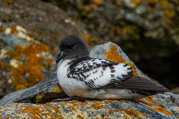 istock The Cape petrel, Daption capense, also called the Cape pigeon, pintado petrel, or Cape fulmar, is a common seabird of the Southern Ocean from the family Procellariidae. It is the only member of the genus Daption, and is allied to the fulmarine  petrels 2159567917
