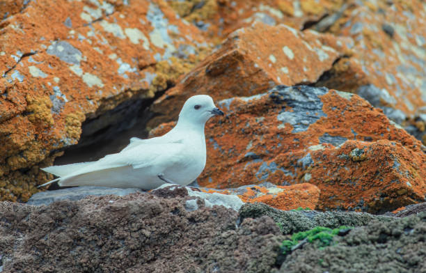 The snow petrel (Pagodroma nivea).. It is one of only three birds that have been seen at the Geographic South Pole, along with the Antarctic petrel and the south polar skua, which has the most southerly breeding sites of any bird, inland in Antarctica. Shingle Cove on Corornation Island in South Orkney Islands. el paíño de las nieves (pagodroma nivea). es una de las tres únicas aves que se han visto en el polo sur geográfico, junto con el petrel antártico y el págalo polar sur, que tiene los sitios de reproducción más meridionales de cualquier ave, tierra