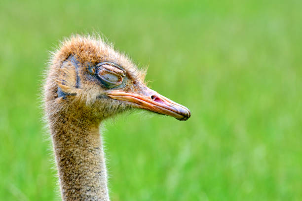 A baby ostrich (Stuthio camelus) is standing in a green field. The bird has a sleepy look on its face. Cabarceno Nature Park. Cantabria, Spain.