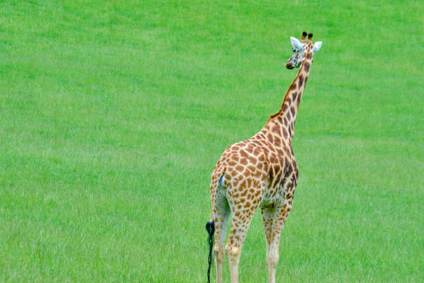 istock A giraffe standing in a grassy field. 2159568711