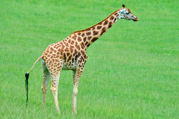istock A giraffe standing in a grassy field. 2159568755