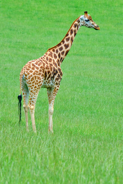 istock A giraffe standing in a grassy field. 2159568789
