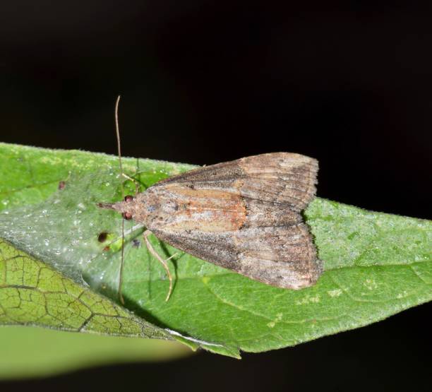 istock Green Cloverworm Moth Hypena scabra insect on leaf at night. 2159568857