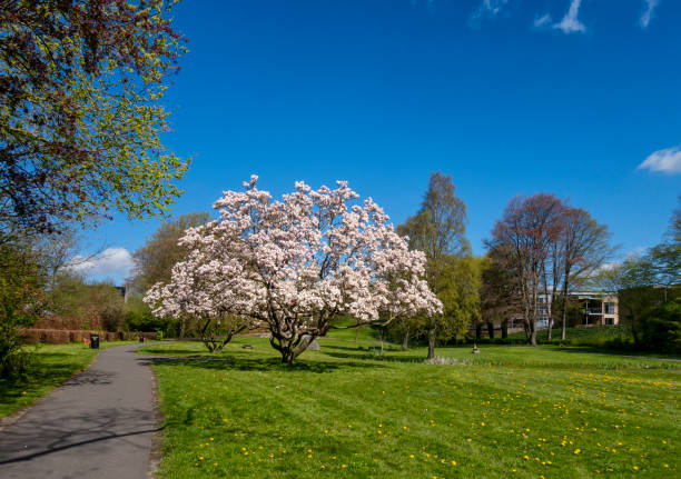 Beautiful pink magnolia blossoms on a tree in Aabyhøj Park in Aabyhøj, a suburb of Aarhus in Denmark, in springtime. The sun is shining, the sky is blue and all is well with the world!