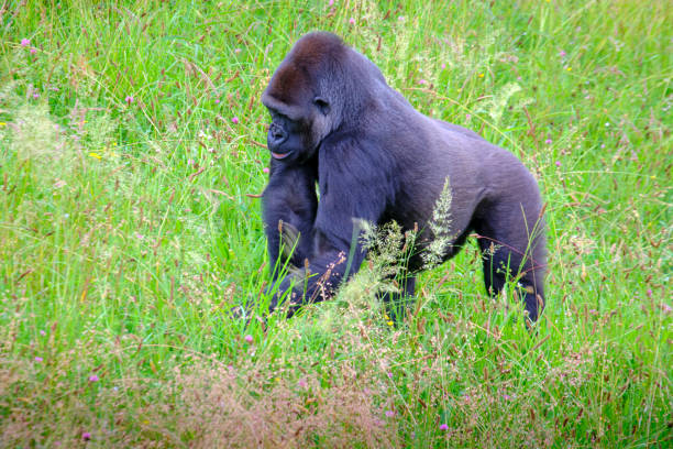 istock A large black gorilla is walking through a field of tall grass. 2159569076