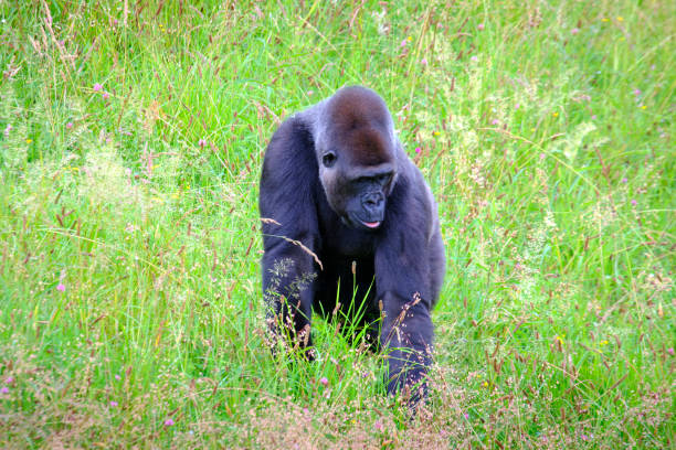 istock A large black gorilla is walking through a field of tall grass. 2159570001