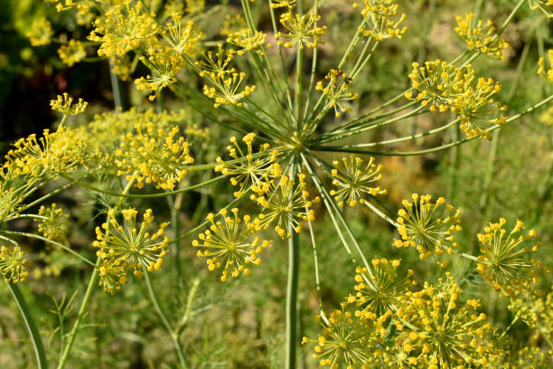 istock In the open ground in the garden grows vegetable dill 2159570160