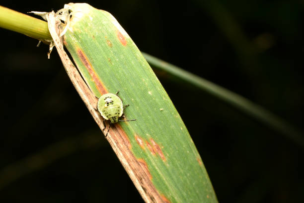 Macro photo of a green shield bug (nymph) on foliage.