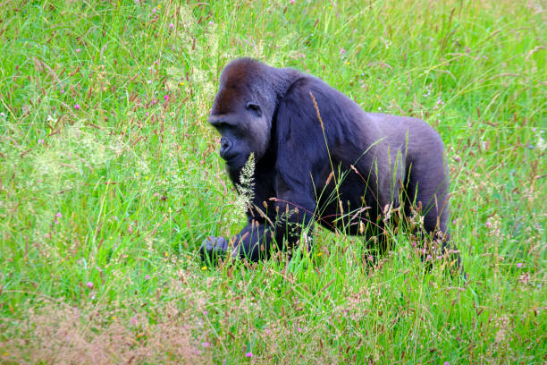 gorilla