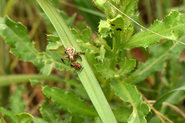 Spider Xysticus croceus macro photo. High quality photo