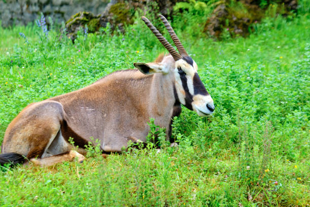 A cape oryx (Oryx gazelle) with horns is laying down in a grassy field. Cabarceno Nature Park. Cantabria, Spain.