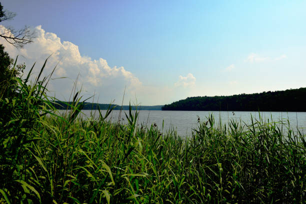 Green plants over the lake with forest and white clouds.