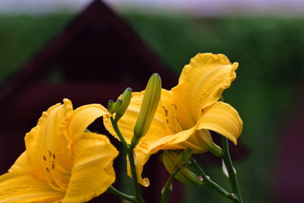 Close up of yellow Hemerocallis flower.