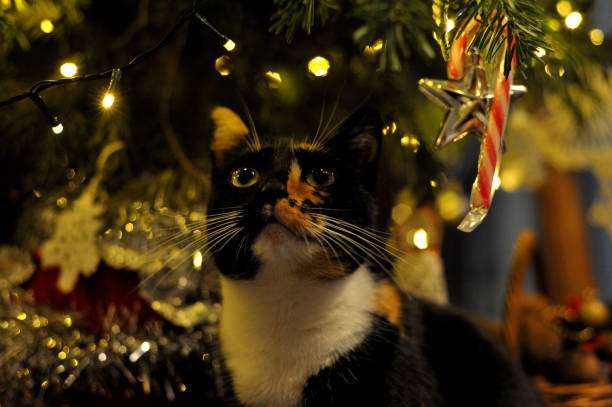 A cat with long whiskers next to Christmas decorations.