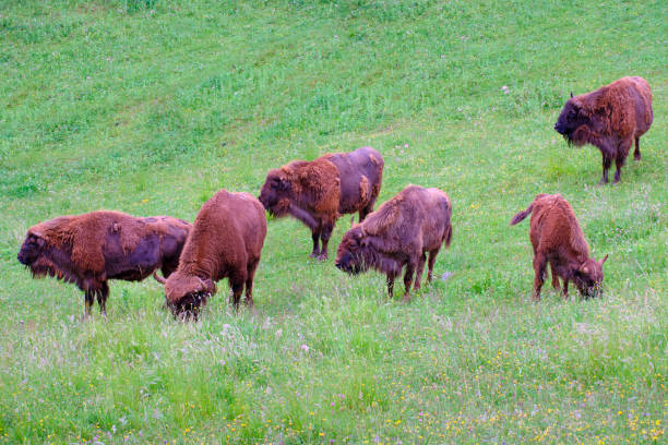istock European bison group grazing in a grassland 2159571031