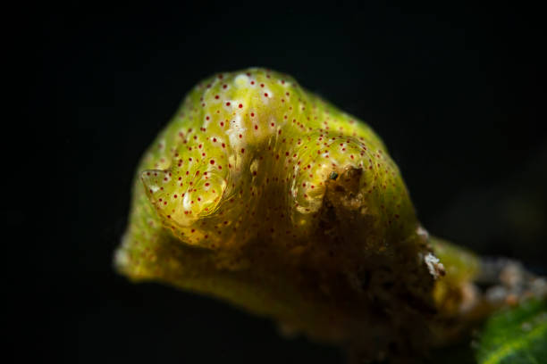 istock Polyclad Flatworm, Pseudoceros, Pulau Bangka, North Sulawesi 2159571078