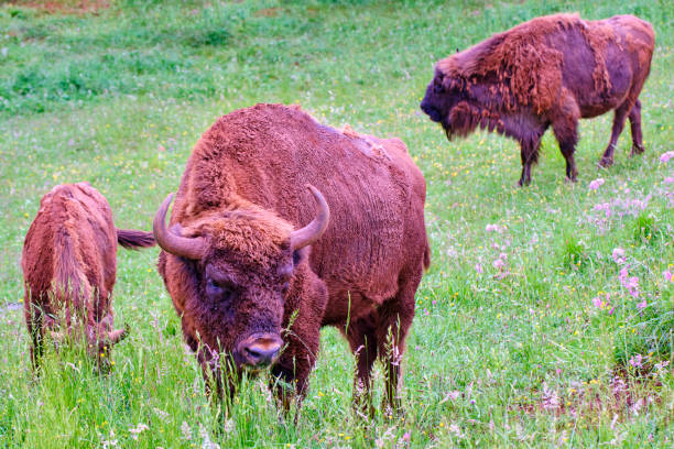 European bison (Bison bonasus) group grazing in a grassland. Cabarceno Nature Park. Cantabria, Spain.