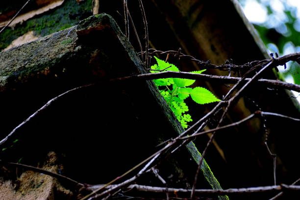 Fresh, wild, bright green new leaves growing on a moss covered brick compound wall of a dilapidated, abandoned structure after first few showers of monsoon showing nature's resilience and perseverance to survive.