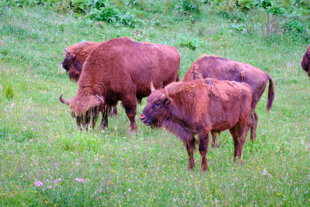 istock European bison group grazing in a grassland 2159571442