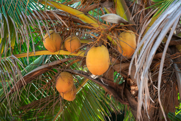 istock Cluster of ripe coconuts hanging from a tropical palm tree 2159571558