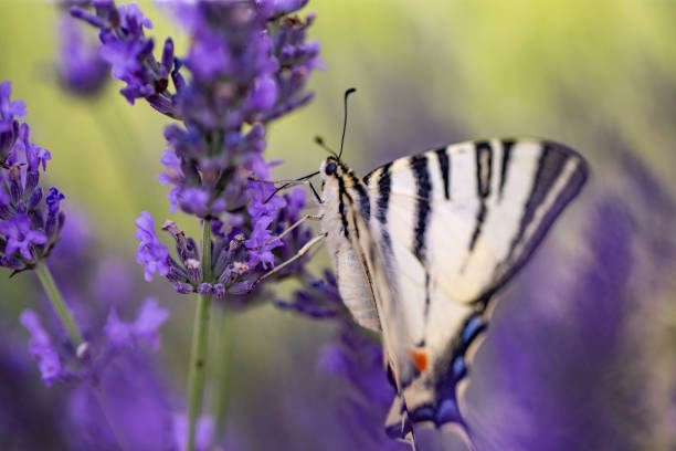 Scarce Swallowtail Butterfly on lavender blooming flower
