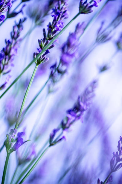 istock Low angle view of the Lavender in bloom 2159571601