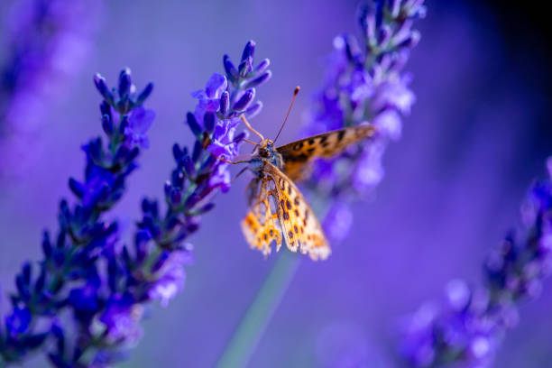 Butterfly pollinating a lavender blooming flower
