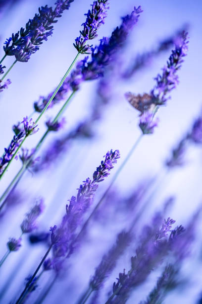 Low angle view of the Lavender in bloom