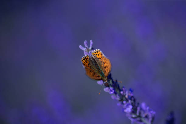 Butterfly on lavender blooming flower