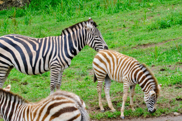 Three zebras (Equus quagga) are grazing in a grassy field. One of the zebras is a baby. Cabarceno Nature Park. Cantabria, Spain.