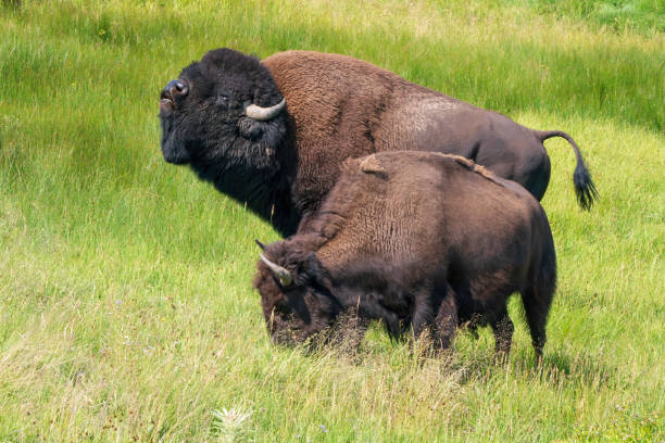 istock Two Bison close up Yellowstone National Park 2159572326