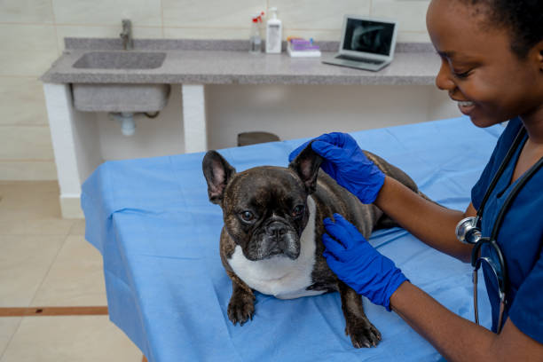 istock Smiling friendly veterinary working with a dog and examining it 2159572387