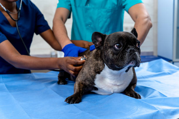 istock Veterinarians examining a dog with a stethoscope 2159572393