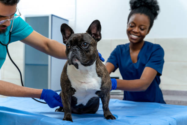 istock Dog quietly lying on the examination table while veterinarian examining it 2159572427