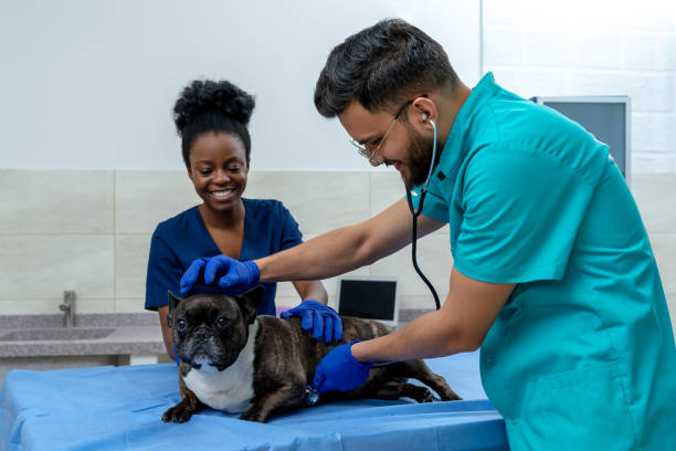 istock Dog quietly lying on the examination table while veterinarian examining it 2159572430