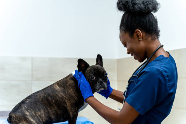 istock Dark-skinned smiling veterinarian holding dogs head and examining it 2159572441