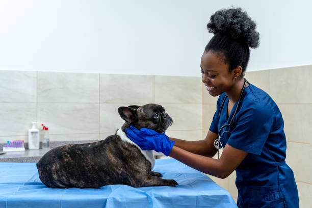 istock Dark-skinned smiling veterinarian holding dogs head and examining it 2159572444