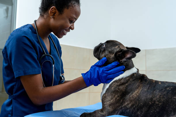 istock Dark-skinned smiling veterinarian holding dogs head and examining it 2159572452