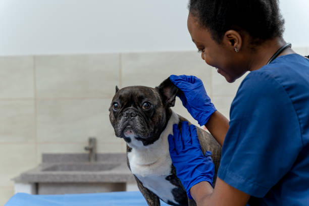 istock Veterinarian examining dogs ear and looking attentive 2159572484