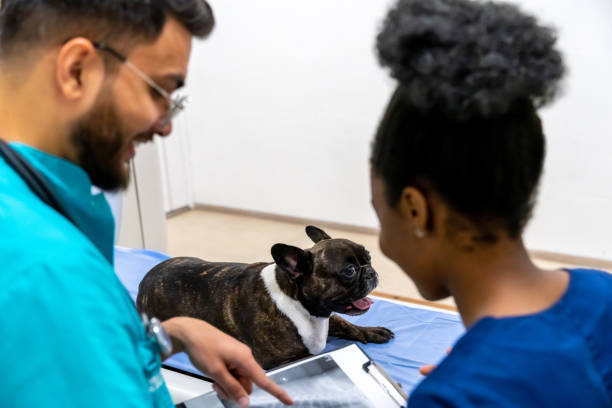istock Colleagues in veterinary clinic working on MRI results and looking involved 2159572643