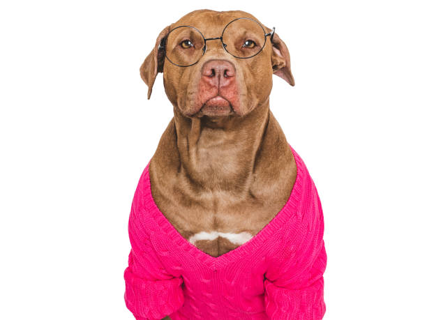 istock Cute dog, glasses and stylish jumper. Studio shot 2159576085