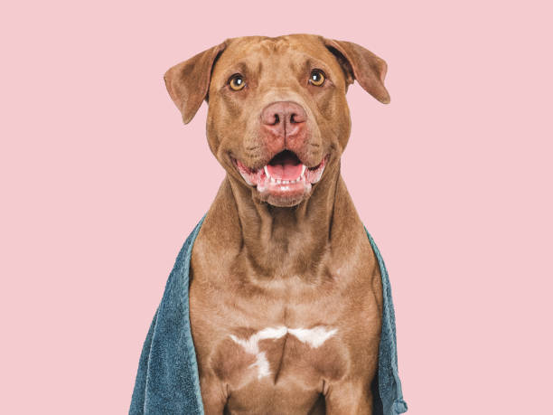 istock Cute brown dog and blue towel. Grooming dog 2159576149