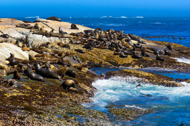 istock Duiker Island, South Africa 2159576191