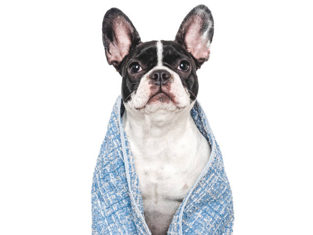 istock Cute puppy and blue towel. Studio shot 2159576244