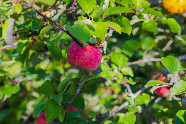 red apples on tree in orchard with sunlights royal gala, fuji, pink lady close up